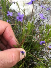 Viola decumbens