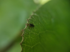 Dendryphantes villarrica