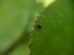 Dendryphantes villarrica