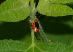 Disonycha discoidea