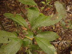 Solanum oblongifolium