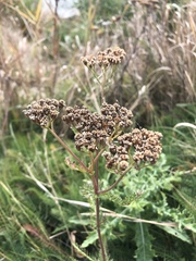 Achillea millefolium