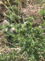 Cirsium arvense