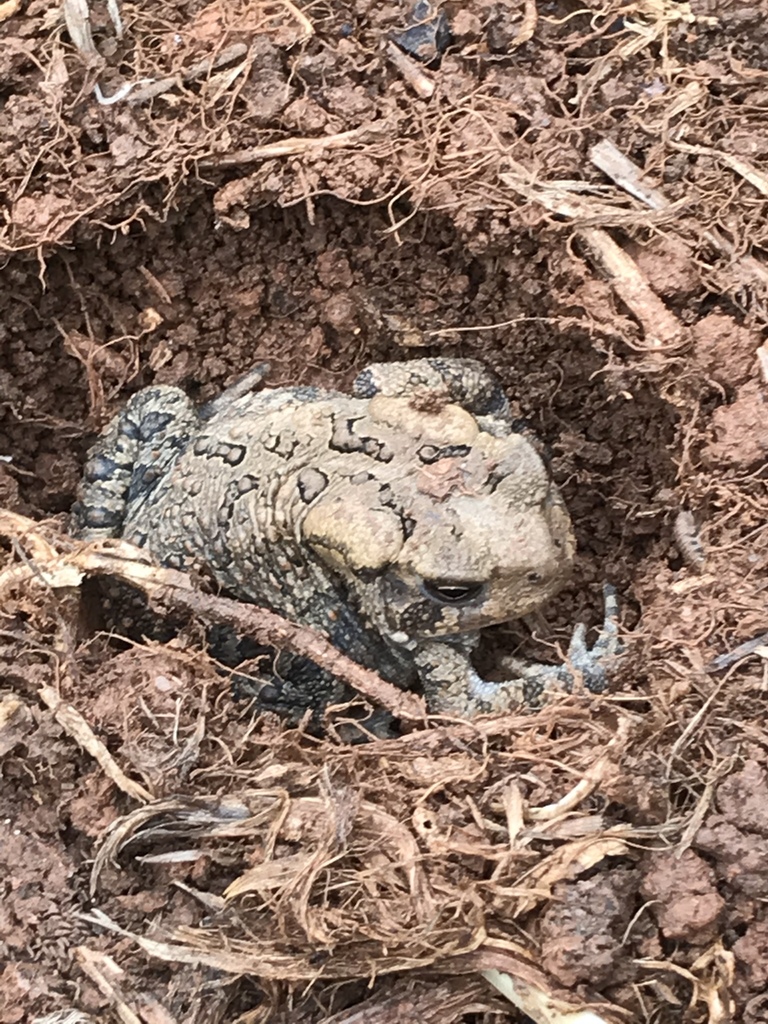 American Toad in September 2020 by southernasbiscuits · iNaturalist