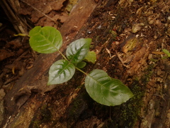 Fuchsia boliviana