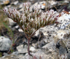Petrosedum subulatum