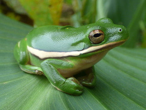 Green Treefrog photographed in South Carolina