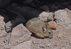 Octodontomys gliroides