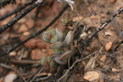 Adromischus inamoenus