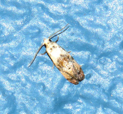 Cochylis bucera