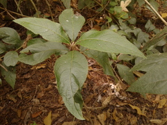 Abatia parviflora
