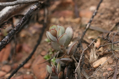 Adromischus inamoenus
