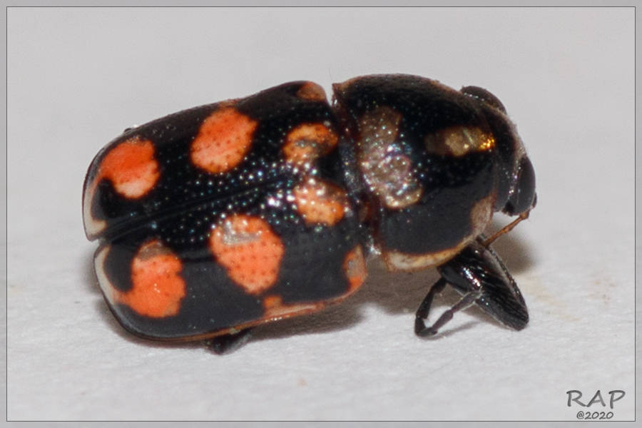 Metallactus albopictus
