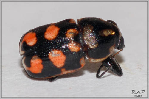 Metallactus albopictus