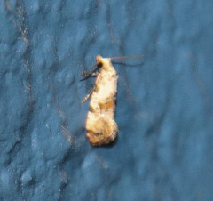 Cochylis bucera
