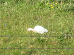 Bubulcus ibis