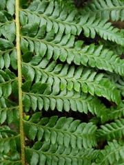 Polystichum setigerum