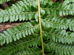 Polystichum setigerum