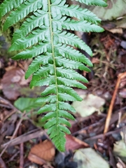 Polystichum setigerum