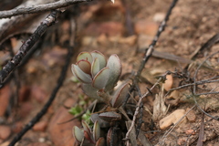 Adromischus inamoenus