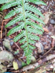Polystichum setigerum
