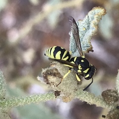 Stenodynerus anormis