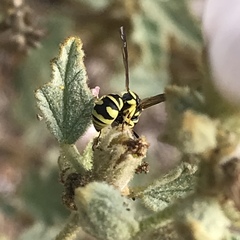 Stenodynerus anormis