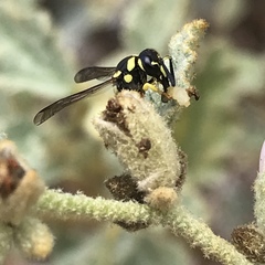 Stenodynerus anormis