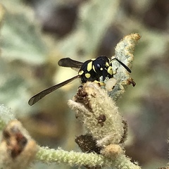 Stenodynerus anormis