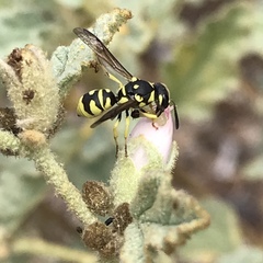 Stenodynerus anormis