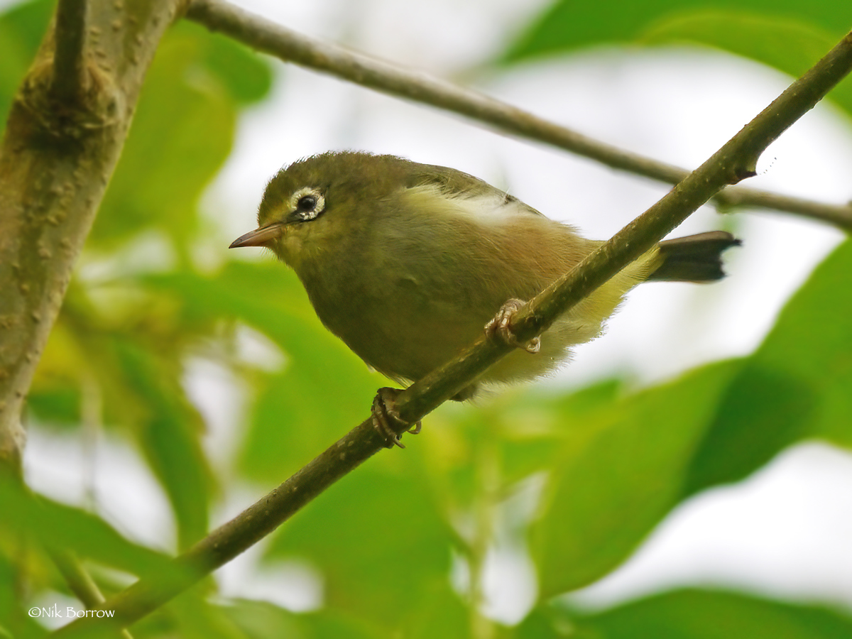 Sao Tome White-eye illustration