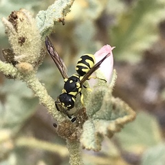 Stenodynerus anormis