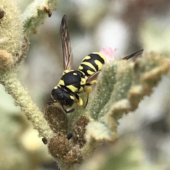 Stenodynerus anormis