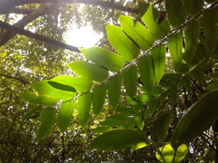Phyllanthus salviifolius