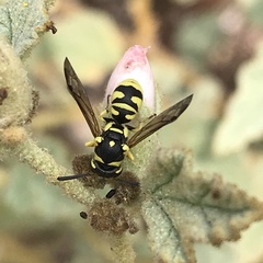 Stenodynerus anormis