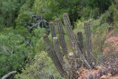 Euphorbia polygona