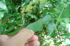 Adiantum subcordatum