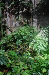 Adiantum subcordatum