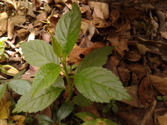 Citharexylum subflavescens