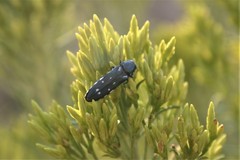 Agrilus walsinghami