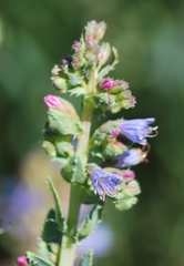 Lobostemon laevigatus
