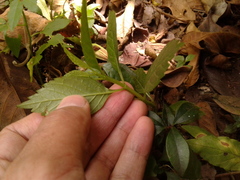 Citharexylum subflavescens