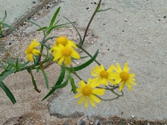 Senecio madagascariensis