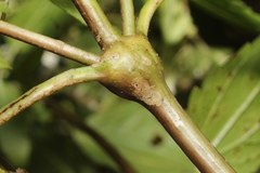 Neolasioptera eupatorii