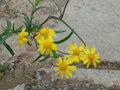 Senecio madagascariensis