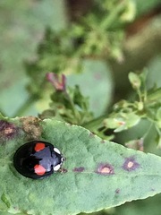 Harmonia axyridis