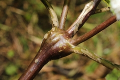 Neolasioptera eupatorii