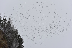 Pyrrhocorax graculus