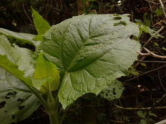 Smallanthus pyramidalis