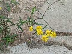 Senecio madagascariensis